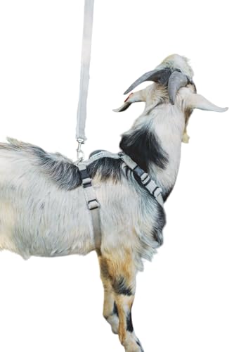 Goat Harness, Asatre Adjustable Lined Hemp Goat, Sheep, Livestock Halter, Durable Multi-Clasp Harness, Eco-Friendly Livest...
