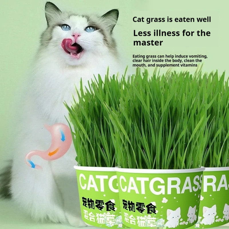 Pet Snack Potted Instant Noodles Cat Grass