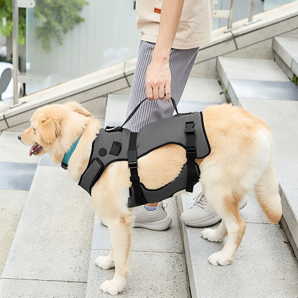 Assistance For A Pet Dog With Weak Legs