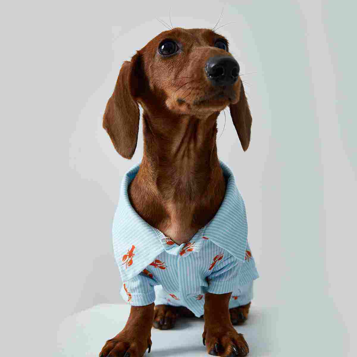 Teddy Puppy Cat Small Puppies Pet Shirt