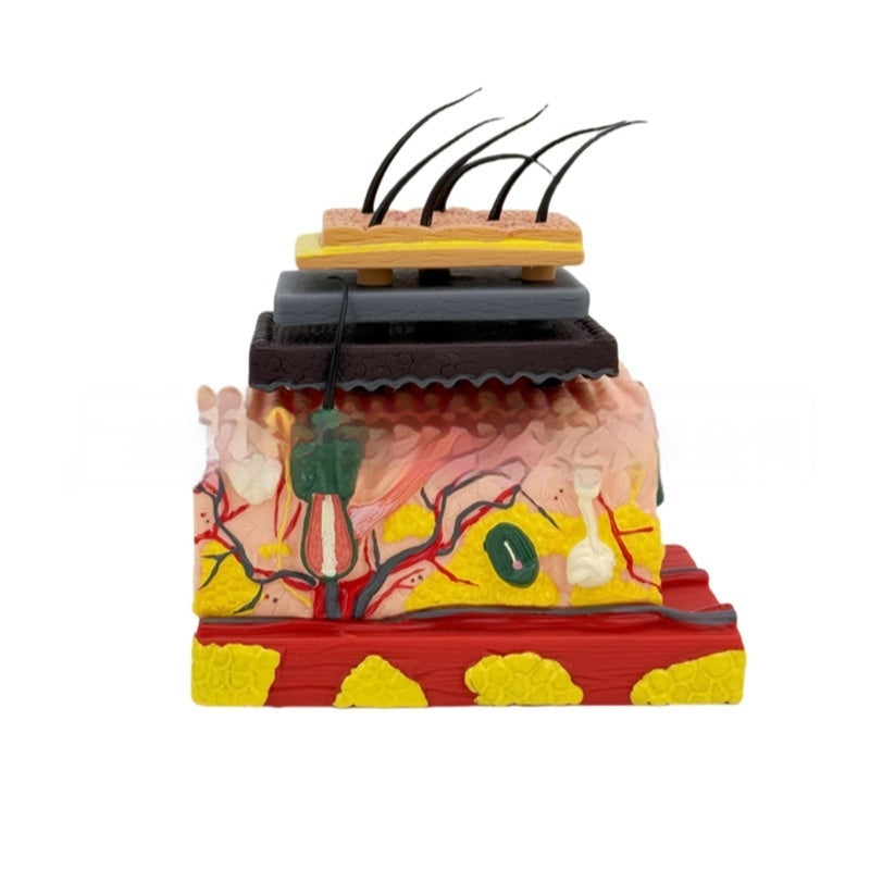 Three-dimensional Human Skin And Hair Follicle Structural Tissue Assembly Skin Layering Model