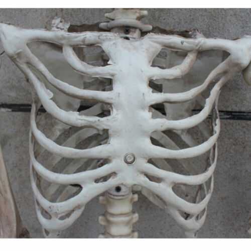 170cm Human Skeleton Life Size Skull Full Body Anatomy Model Halloween Medical