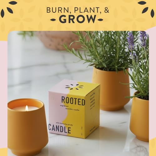 Modern Sprout - 2 in 1 Cedarwood Scented & Soy Candle with Seeds that Grows into Lavender Plant - 6 oz w/ 42 hr Burn time ...
