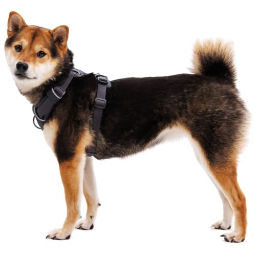 Ruffwear, Front Range Dog Harness, Reflective Soft Padded Everyday Harness with Dual Leash Clips, Adjustable and Lightweig...