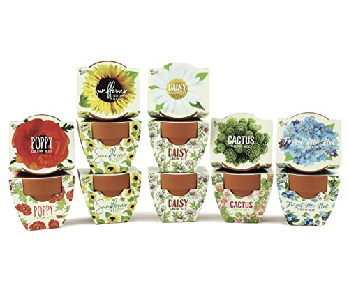 BUZZY Seeds Mini Terracotta Pots 12-Pack with Plant Seeds, Poppy, Sunflower, Daisy, Cactus and Forget Me Not, All-in-One S...