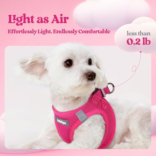 rabbitgoo Dog Harness Small Sized and Leash Set, Step in Soft Light Puppy Vest, Breathable Mesh Pet Harness, Reflective fo...