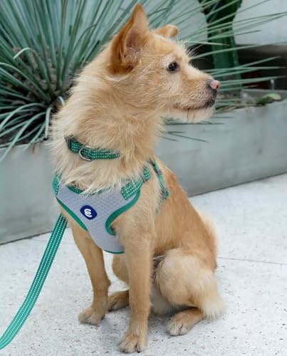 Blueberry Pet Essentials Back to Basics Reflective Dog Harness Vest, Mauve Orchid, Medium, Adjustable Harnesses for Dogs