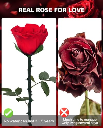 YAMPP Preserved Flowers Gifts for Women: Valentines Day Mothers Day Birthday Christmas Anniversary Wedding Gift for Mom Gi...