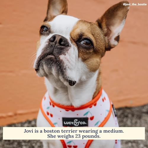 Lucy & Co. Cheery Cherries, Cute Reversible Dog Harness Walking Halter - Best Designer Pet Harnesses for XS - XL Dogs - Pa...
