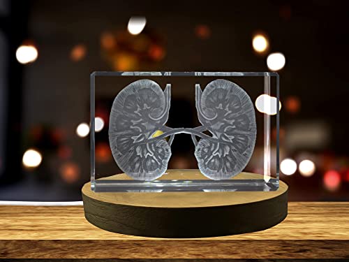 Kidneys | 3D Engraved Crystal Keepsake | Gift/Decor | Collectible | Souvenir | Personalized 3D Crystal Photo Gift | Custom...