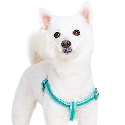 Blueberry Pet Essentials Reflective Back to Basics Matching Dog Harness and Leash Set, Minty Green, Adjustable Harness wit...