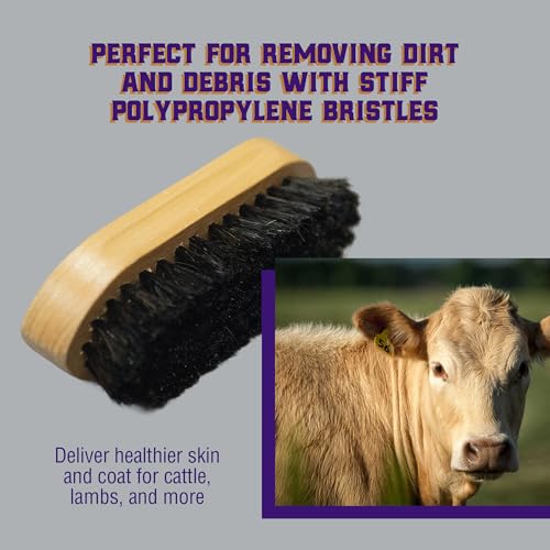 Weaver Livestock Barn Brush, Wooden Grooming Brush for Goat, Sheep, Pigs, Cattle, Stiff Bristles for Dirt Removal, Show An...