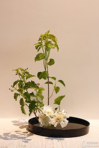 JapanBargain 2302, Flower Frog Japanese Ikebana Kenzan for Flower Arrangements Brass Floral Arranging Pin Needle Holder Ma...