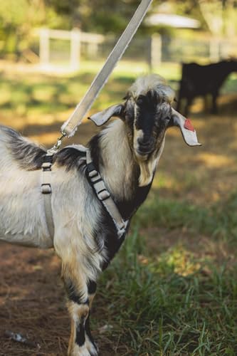 Goat Harness, Asatre Adjustable Lined Hemp Goat, Sheep, Livestock Halter, Durable Multi-Clasp Harness, Eco-Friendly Livest...