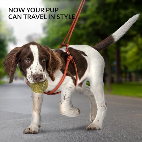 CollarDirect Rolled Leather Dog Harness Small Puppy Step-in Leash Set for Walking Pink Red White Blue Green Black Purple B...