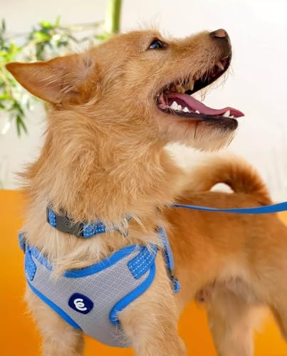 Blueberry Pet Dog Harness and Leash Set, Puppy Essentials for Large Dogs, Medium Sized Dogs, and Puppies, Reflective Dog C...