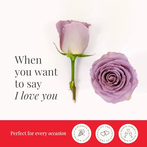 BloomsyBox - Lavender Roses - 24 Long Stems,Long Lasting, Hand-Tied in Eco-friendly, Vase Not Included, Fresh Flowers for ...