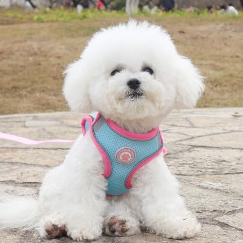 Ittokis Dog Harness for Small Medium Dogs, Kitten Harness and Leash Set, Step in Harness for Walking, Running, Training, S...