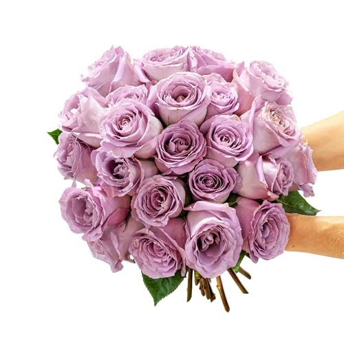 BloomsyBox - Lavender Roses - 24 Long Stems,Long Lasting, Hand-Tied in Eco-friendly, Vase Not Included, Fresh Flowers for ...