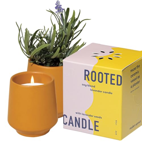 Modern Sprout - 2 in 1 Cedarwood Scented & Soy Candle with Seeds that Grows into Lavender Plant - 6 oz w/ 42 hr Burn time ...