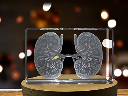 Kidneys | 3D Engraved Crystal Keepsake | Gift/Decor | Collectible | Souvenir | Personalized 3D Crystal Photo Gift | Custom...