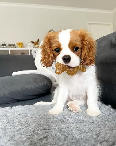 Nylabone Ring Bone Chew Toy for Puppies, Puppy Teething Toys, Puppy Enrichment Toys, Chicken Flavor, X-Small Dogs - Up to ...