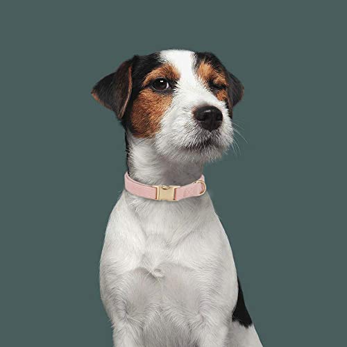 Ewinoom Soft Corduroy Dog Collar and Leash Set Adjustable Durable Dog Collars with Metal Buckle and Lead for Female Small ...
