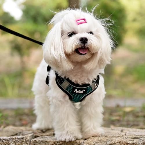 PUPTECK Dog Harness and Leash Set Small Sized, Step in No Pull Adjustable Puppy Cat Harness Reflective Pet Vest