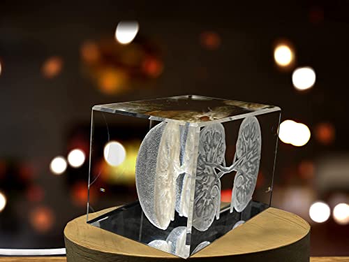Kidneys | 3D Engraved Crystal Keepsake | Gift/Decor | Collectible | Souvenir | Personalized 3D Crystal Photo Gift | Custom...