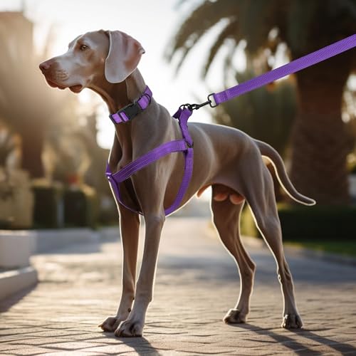 Mile High Life Night Reflective Double Adjustable Band Nylon Small Puppy Pet Dog Combo Collar Leash and Harness Set (Refle...