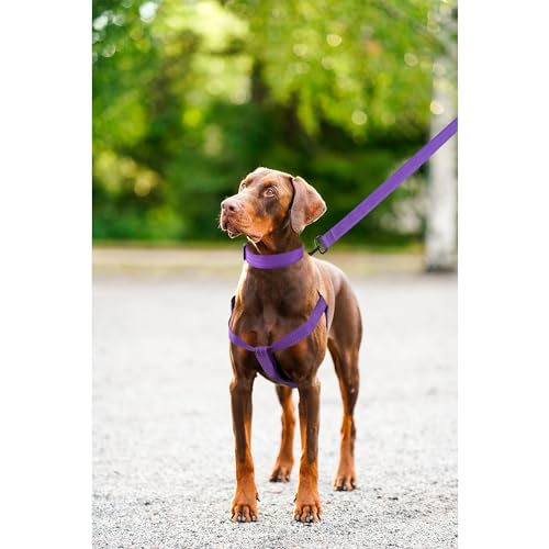 Mile High Life Night Reflective Double Adjustable Band Nylon Small Puppy Pet Dog Combo Collar Leash and Harness Set (Refle...