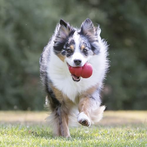 KONG Classic Stuffable Dog Toy - Fetch & Chew Toy for Dogs - Treat-Filling Capabilities & Erratic Bounce for Extended Play...