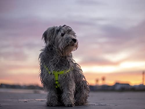 Reflective Adjustable Dog Step in Harness for Large Dogs; matching collar and leash available, Black