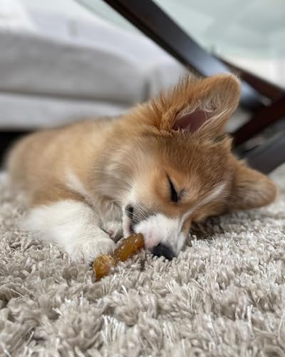 Nylabone Ring Bone Chew Toy for Puppies, Puppy Teething Toys, Puppy Enrichment Toys, Chicken Flavor, X-Small Dogs - Up to ...