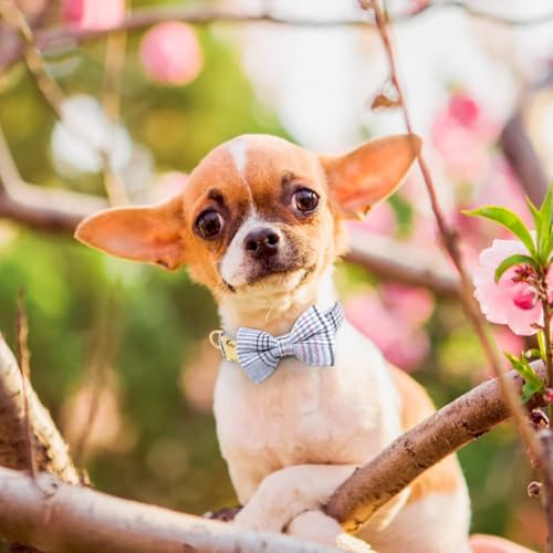 Beirui Cute Extra Small Dog Harness Collar and Leash Set with Bowtie, Soft Adjustable Plaid Puppy Harness for Small Sized ...