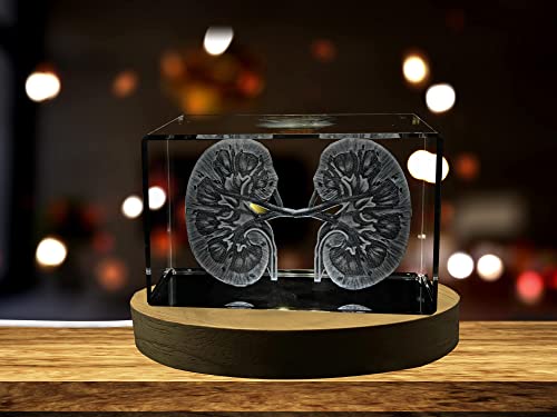 Kidneys | 3D Engraved Crystal Keepsake | Gift/Decor | Collectible | Souvenir | Personalized 3D Crystal Photo Gift | Custom...
