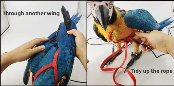 Adjustable Bird Harness with 78.7 Inch Leash, Outdoor Flying Training Rope Kit for Bird Parrots, Parrot Flying Rope Straps...