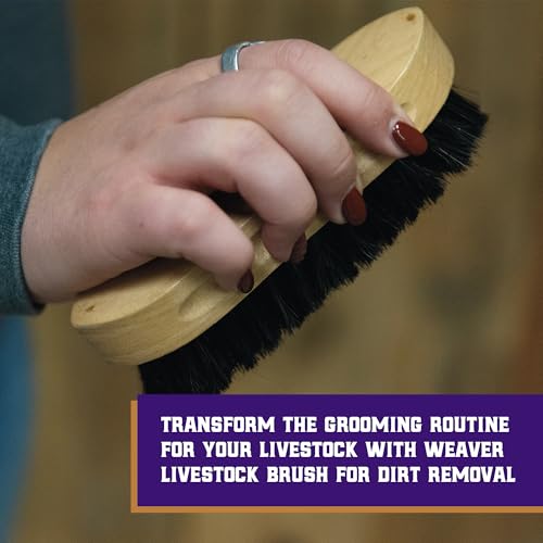 Weaver Livestock Barn Brush, Wooden Grooming Brush for Goat, Sheep, Pigs, Cattle, Stiff Bristles for Dirt Removal, Show An...