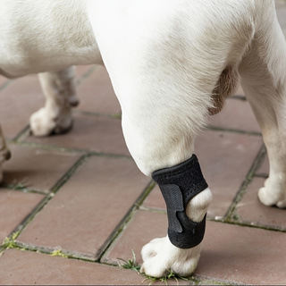 Post Op Recovery Leg Bite Prevention Sleeve For Dogs Pet Supply Short Length Support Strap