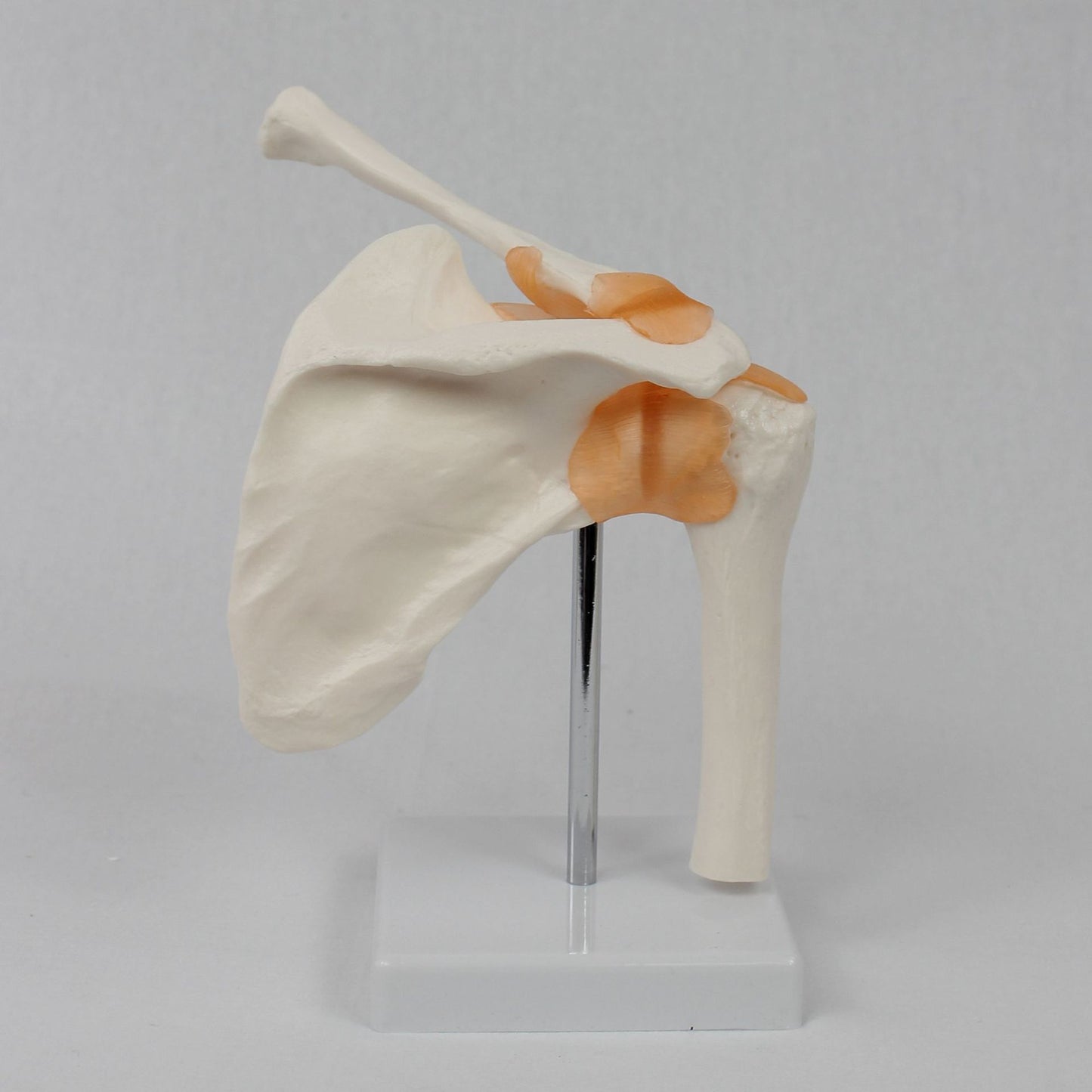 Functional Shoulder Joint Model Teaching Equipment