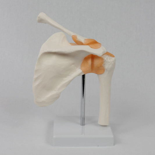 Functional Shoulder Joint Model Teaching Equipment