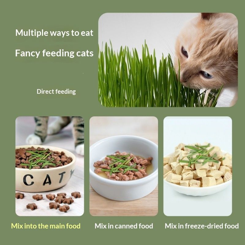 Pet Snack Potted Instant Noodles Cat Grass