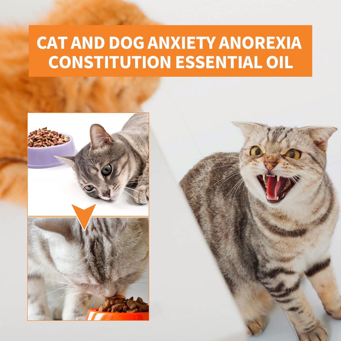 Pet Calming Hemp Oil For Dogs & Cats, Natural Anxiety Relief Supplement, Improve Appetite & Support Pet Health, 30ml