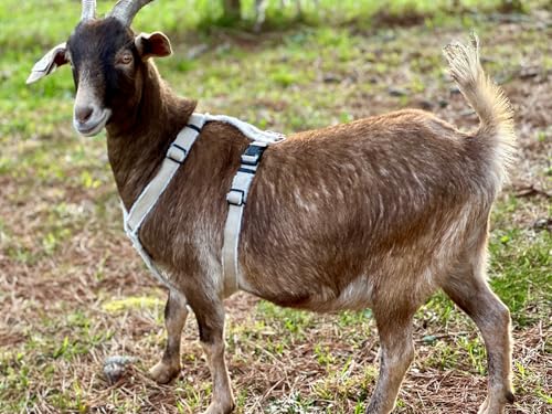 Goat Harness, Asatre Adjustable Lined Hemp Goat, Sheep, Livestock Halter, Durable Multi-Clasp Harness, Eco-Friendly Livest...