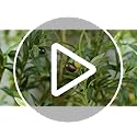 VIVATREES Olive Trees Artificial Indoor, 5FT Tall Faux Olive Tree with White Tall Planter, Artificial Plants with Natural ...