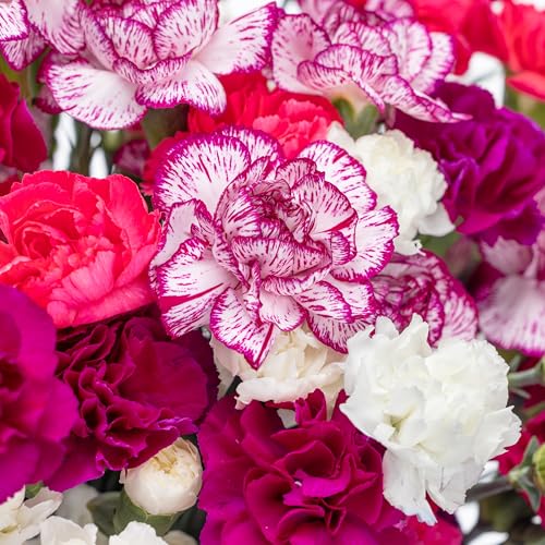 Benchmark Bouquets - Spring Mini Carnations - Fresh Flowers for Delivery - Mini Flowers for Mom - Mothers Day Gifts - Moth...