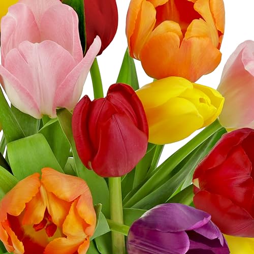 Benchmark Bouquets - Rainbow Tulips - Fresh Flowers for Delivery - Mothers Day Flowers for Mom - Mothers Day Gifts - Birth...