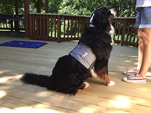 CoolerDog Dog Cooling Vest & Cooling Collar – Ice Vest for Hot Weather Heat Relief, Re-Freezable Pure Water Inserts (Large...