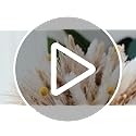 100PCS Natural Dried Pampas Grass Decor - 17.5" Fluffy Pampas Grass Bouquet - Boho Home Decor Dried Flowers for Wedding Fl...