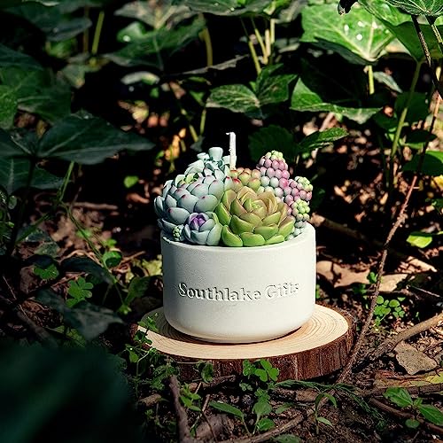Assorted Succulent Pot Scented Vegetable Wax Candle for Spa Home Decoration Wedding Gift